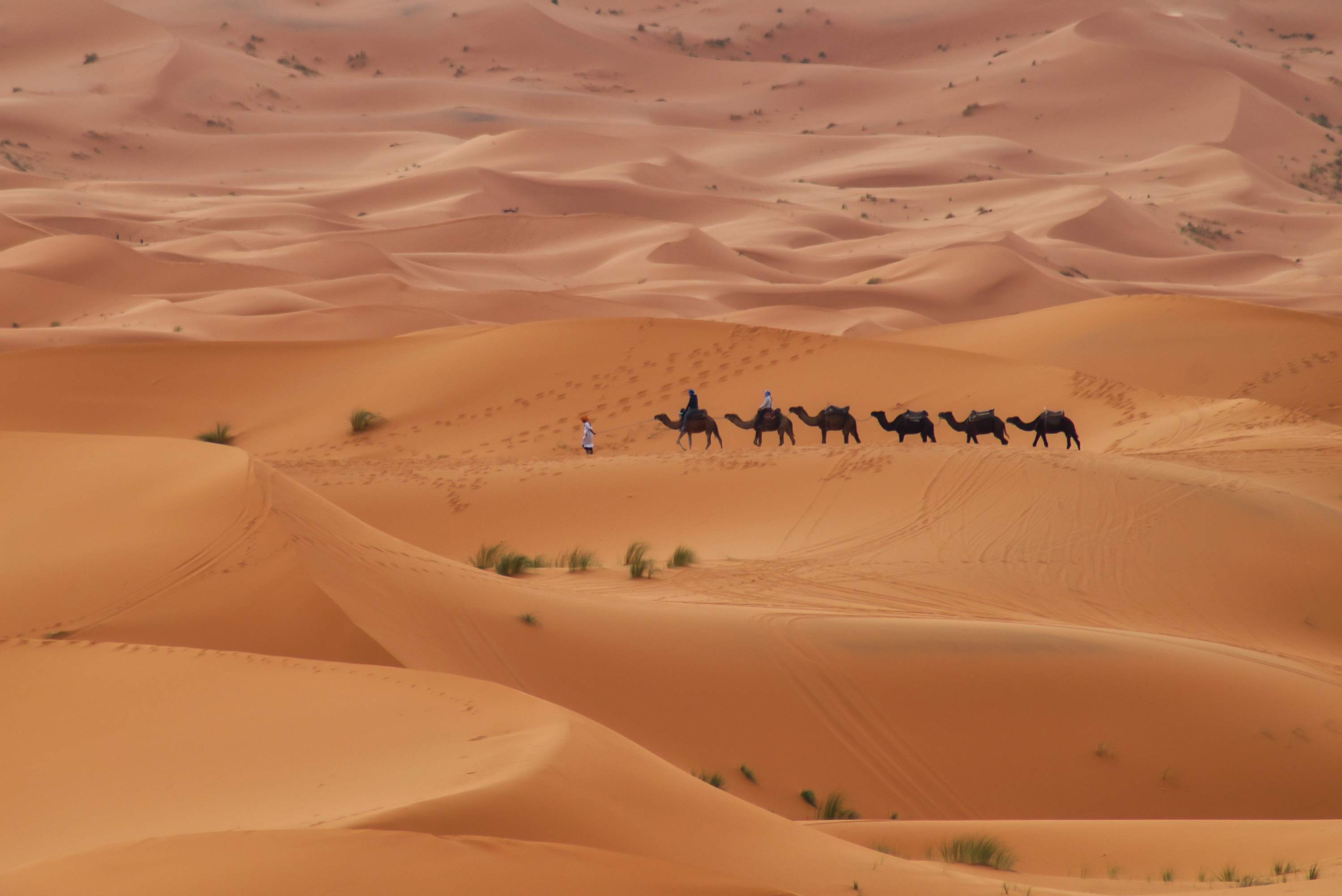 Керван в пустинята